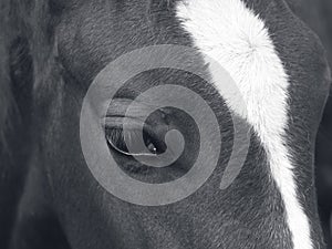 The horse's amazing eye