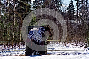 Horse with a s culpa in the open pasture photo