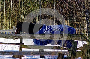 Horse with a s culpa in the open pasture photo