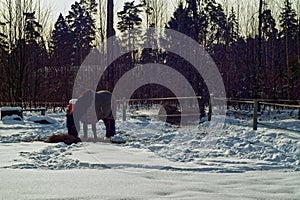 Horse with a s culpa in the open pasture photo