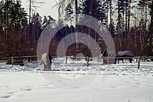 Horse with a s culpa in the open pasture photo