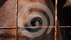 horse's eye close-up behind the net