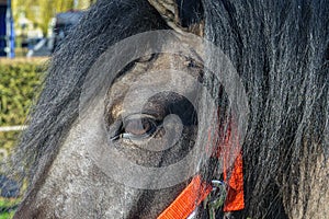 Horse's eye - close-up. Head of a brown horse with a red bridle