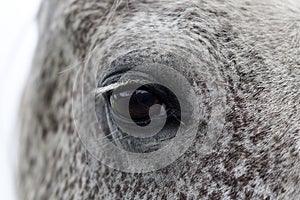 Horse`s eye, horse portrait. Horse`s eye, horse portrait