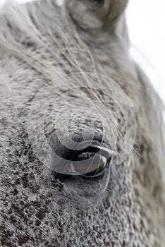 Horse`s eye, horse portrait. Horse`s eye, horse portrait