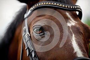 Horse`s eye. Horse`s head in the bridle close-up
