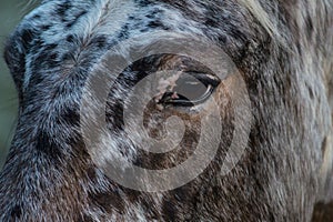 Horse`s Eye Staring