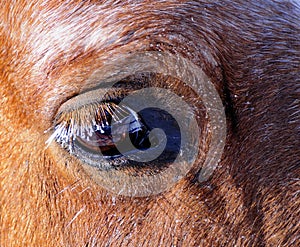 Horse's eyes