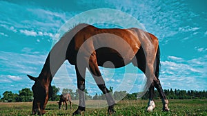 Horse's Eyes Blink Close-up, the Horse's Muzzle Copy Space