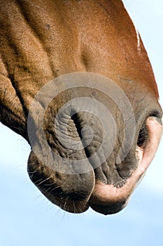 Horse's head