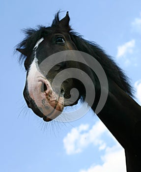 A horse`s head photo