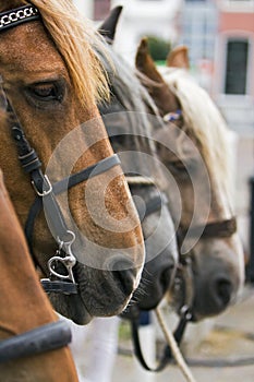 A horse's head.