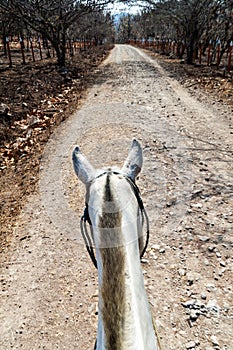Horse`s head as viewed from his back. Road in Protected Area Miraflor, Nicarag