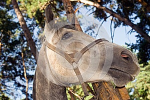 Horse`s head in the bridle close-up against the background of trees