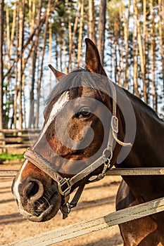 Horse`s head with bridle, close-up outdoor shot.