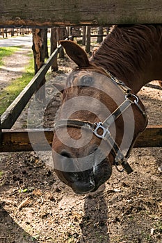 Horse`s head with bridle; close-up outdoor shot.