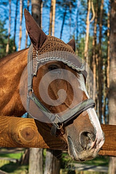 Horse`s head with bridle; close-up outdoor shot.