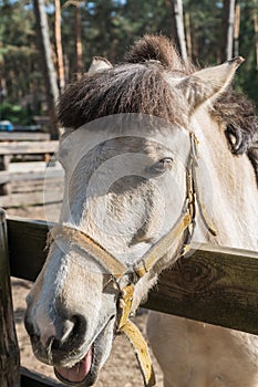 Horse`s head with bridle; close-up outdoor shot.