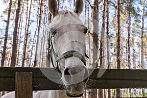 Horse`s head with bridle; close-up outdoor shot.