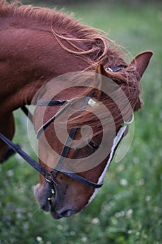 Horse`s head. Brown young horse. Close-up