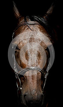 The horse`s head is full face close-up.