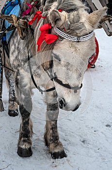 Horse`s head. Horse gray suit in apples. The horse is harnessed to the sledge. The mane is decorated with red ribbons.