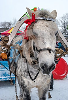 Horse`s head. Horse gray suit in apples. The horse is harnessed to the sledge. The mane is decorated with red ribbons.