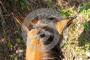 Horse\'s head seen from the rider\'s position