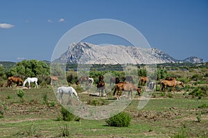 Horses herd, Tavolara Island, Sardinia photo