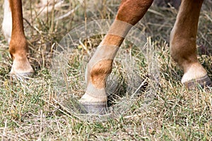 The horse`s hoof