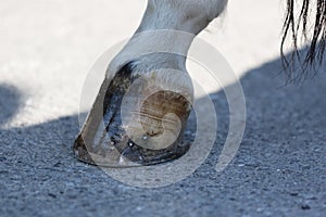 The horse`s hoof