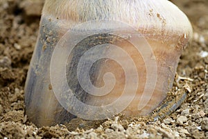 Horse's hoof. photo