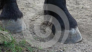 Horse`s hoof on the ground. Close up of horse hooves on the sand. Friesian horse