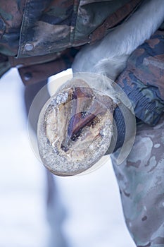 The horse`s hoof in the hands of men. purification of copia horses from snow and dirt photo