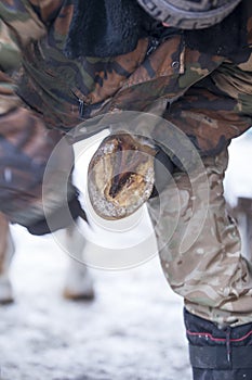 The horse`s hoof in the hands of men. purification of copia horses from snow and dirt photo