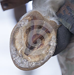 The horse`s hoof in the hands of men. purification of copia horses from snow and dirt photo