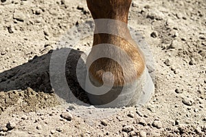 The horse`s hoof on the sand