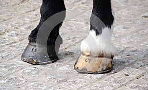 Horse's hooves