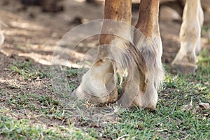 The horse`s hooves