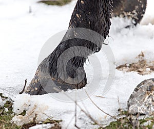 The horse`s hooves on the nature in the winter