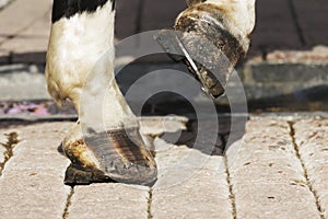 Horse`s hooves shown up close