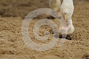 Horse's legs close up