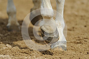 Horse's legs close up