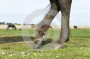 Horse`s legs and hooves