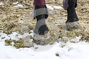 The horse's legs. Hooves of a horse in the sand.