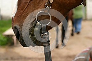 Horse`s mouth photo
