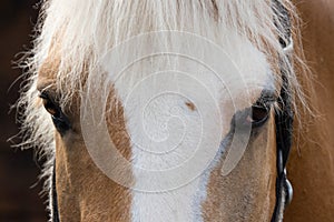 horse& x27;s muzzle, close up eyes