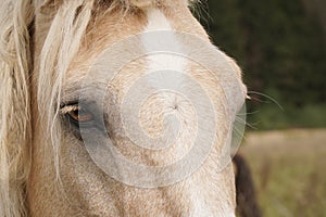 the horse's muzzle is white close-up. Eyes