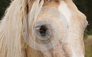 the horse& x27;s muzzle is white close-up. Eyes