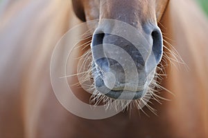 Horse`s nose